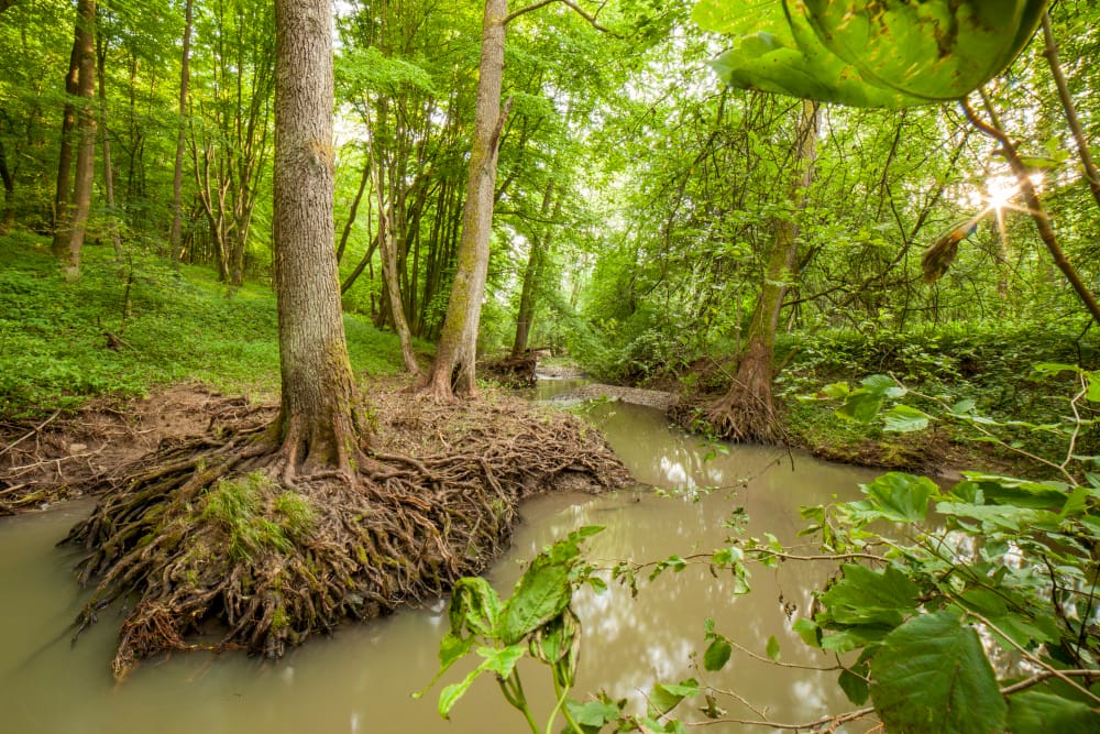 VLACHOVA LHOTA-Meandr řeky Vláry